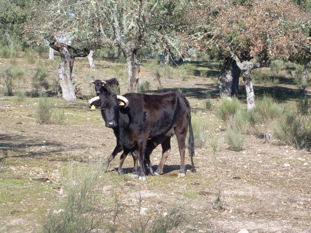 La vaca Junquita de Coquilla de Sánchez-Arjona, núm. 219, dando de mamar a su becerra